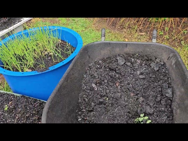 Adding charcoal for my plants the old fashion way. As they did in the last depression. 