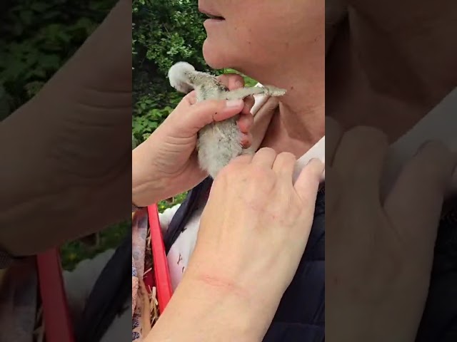 May 9, 2026 - Arrival of the stork chicks in Loburg