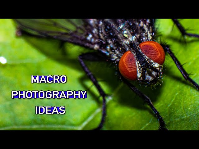 Amazing Macro Photography Ideas | Beginner