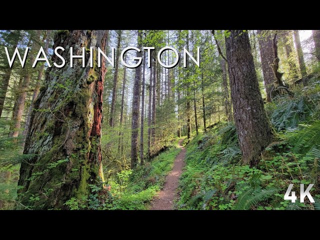 A Rainforest Walk to Black Hole Falls - No Talk, No Music, Just Nature. - 4K Virtual Hike