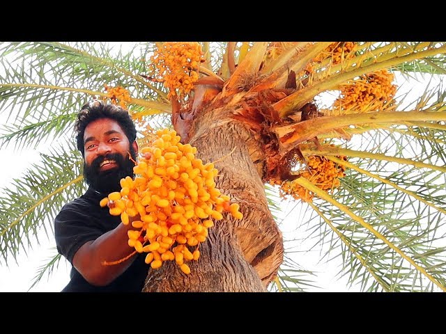 MUMBAI VLOG #1 | DATES PALM TREE CLIMBING | ഈന്തപ്പന കയറാൻ ആളെ ആവശ്യമുണ്ട്‌ | M4 TECH |