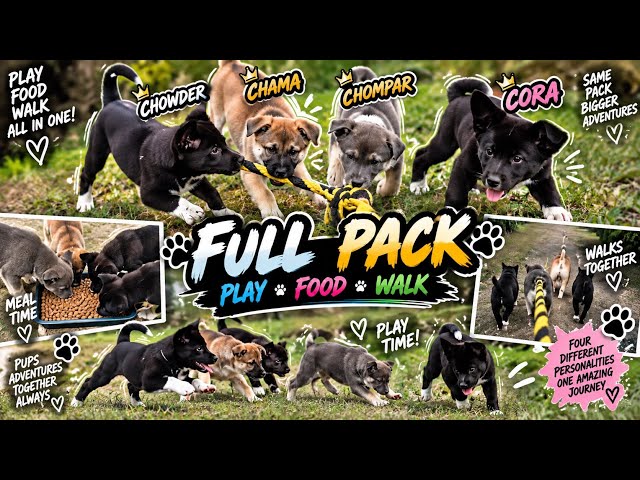 The Full Pack Out Together... Chompar, Chama, Chowder & Cora |Walk, Play & Pack Life