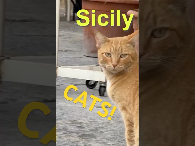 Cats of Sicily