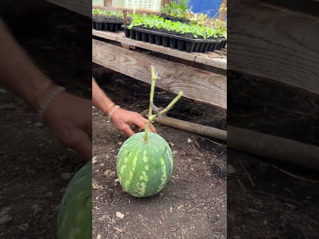 Growing Watermelons in a Greenhouse – Sorting the Watermelon Mess!