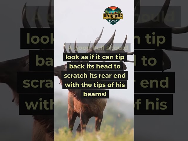 This One Detail Separates Good Bulls From Great Ones #elkhunting #tips #shorts