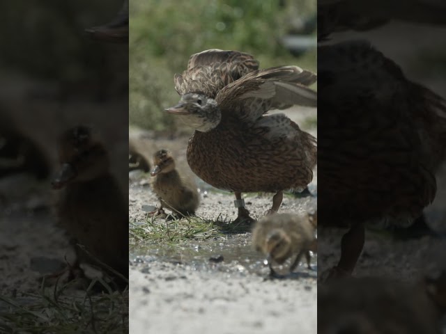 Laysan duck (koloa pōhaka) family