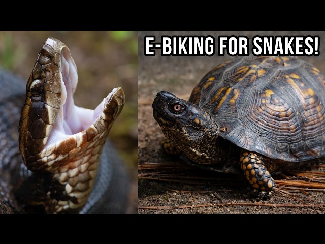 Biking for Snakes and Turtles in Metro Atlanta! Beefy Cottonmouths and Beautiful Box Turtles!