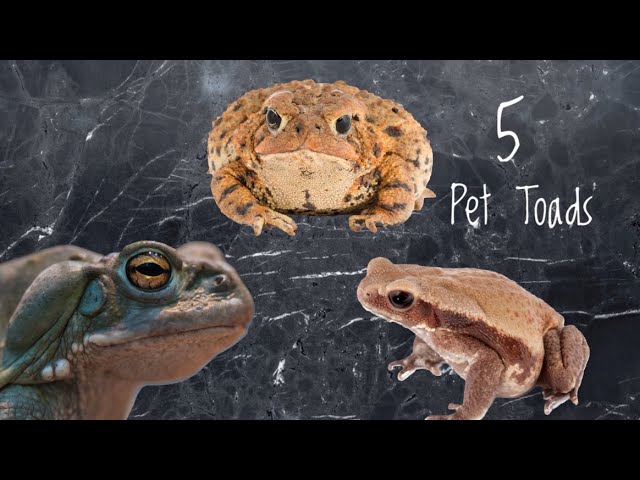 5 Toads That Make Great Pets!