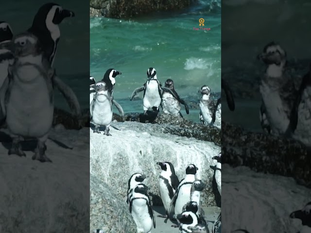 Hidden Paradise in South Africa | Cape Town | Must Visit #travel #shortsfeed #shorts