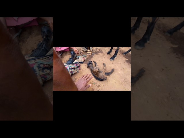 Do Do Bacche #minivlog #vlog #shorts #trending #bakri #viral #shivbhaivlogs