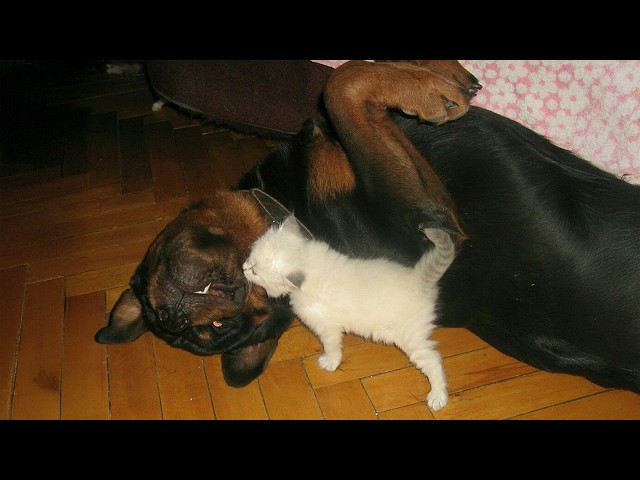 Kittens Raised by Big Dogs Are My Favorite Thing Ever – Cats and Dogs Friendship