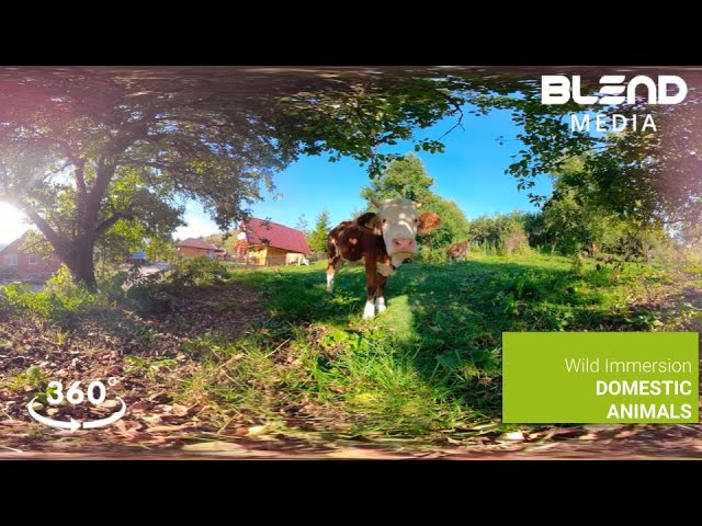 Wild Immersion: Domestic Animals - Teaser
