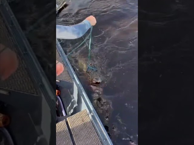 BIG ALLIGATOR CAPTURED! 6/8 #viral #short #youtubeshorts #shorts #viralvideo #youtube #shortvideo