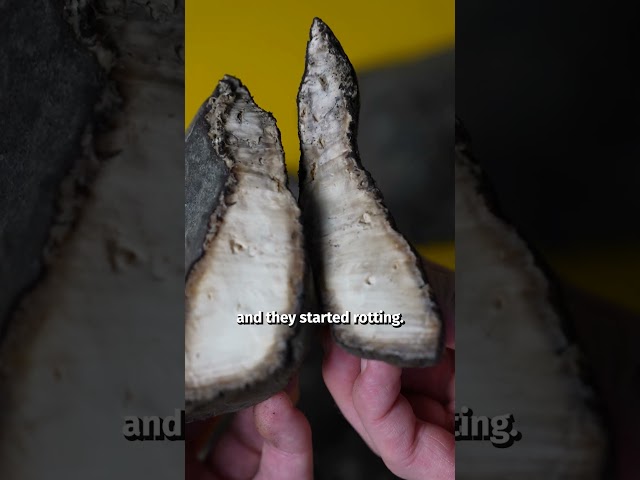 Rubber used to be useless…