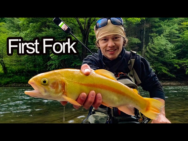 Potter County's Hidden Trout Gem