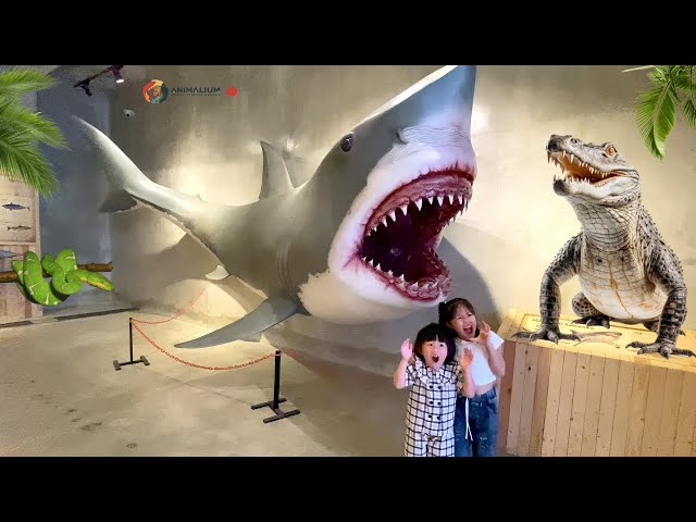 WOW!! Hiu dan Buaya di Museum Binatang Terbesar Indonesia -  Bermain Sambil Belajar