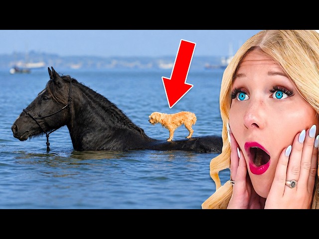 Animals Saving LIVES!