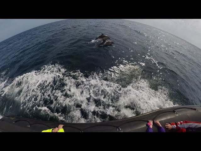 Dolphins - off Stornoway, Isle of Lewis, Scotland [July 2022 a]