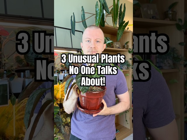 No One Ever Talks About These 3 Plants! #Plants #Houseplants #Shorts