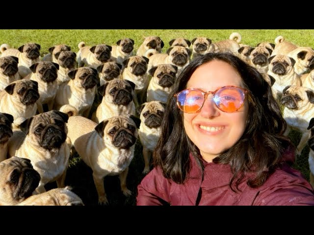 I went to CuppaPug, the PUGS cafe...was it worth it?