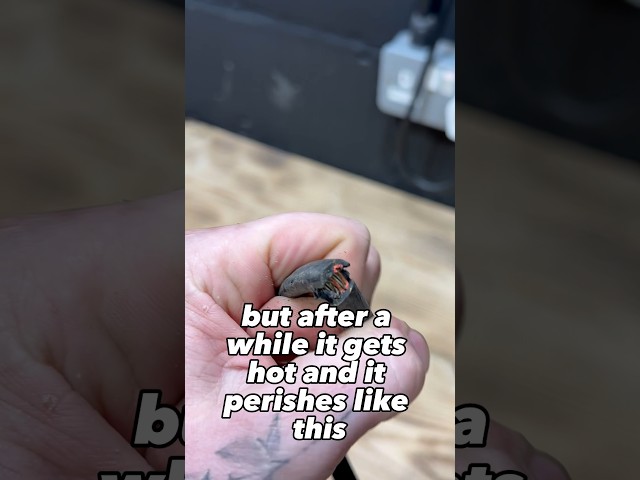 The most dangerous cable