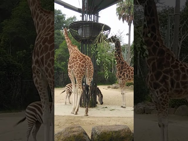 Giraffes   Amazing animals