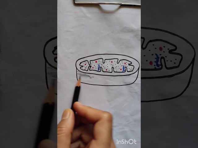 How to draw mitochondria easy within a minute #biology #education #easytips #ncert