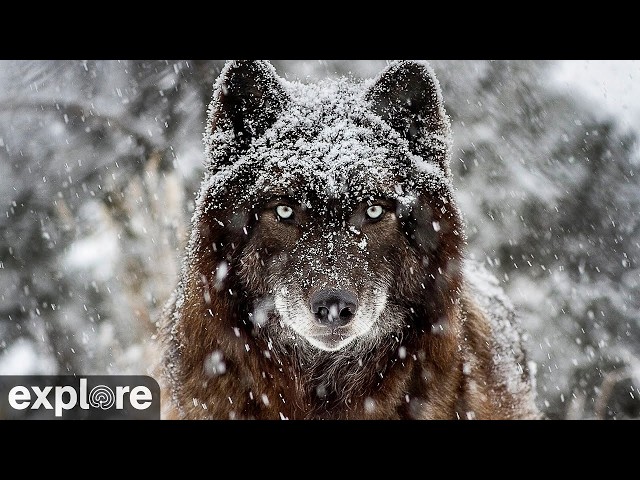 LIVE Wolf Cam: Shaman’s Rock – Mission: Wolf – Colorado | explore.org