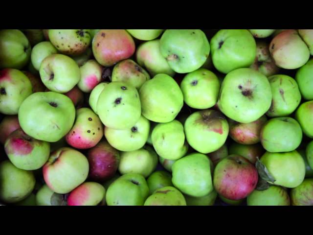 Scab - The Orchard Project