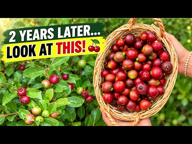 I Planted This Cherry Guava 2 Years Ago… Look at It Now