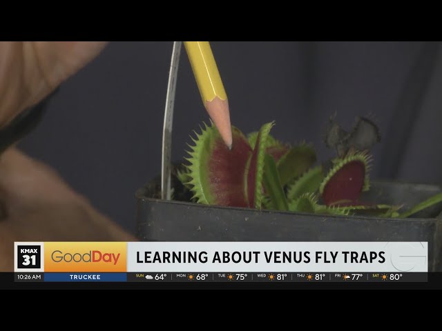 How to successfully care for Venus Fly Traps