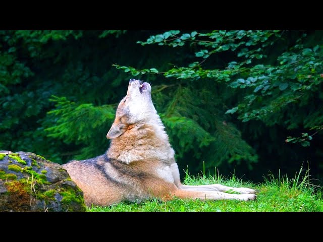 🟤 24/7 Thunder & Wolf  🐺⚡️ Howling wolves pack dog wolfdog husky thundherstorm storm rain sleeping