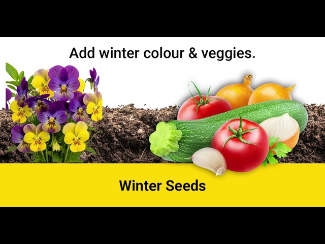 Turn winter into your garden’s bold season.