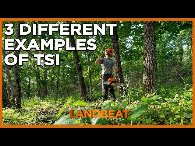 3 Example Of Timber Stands For TSI