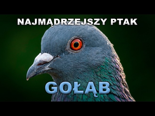 Latający szczur – cała prawda o gołębiach