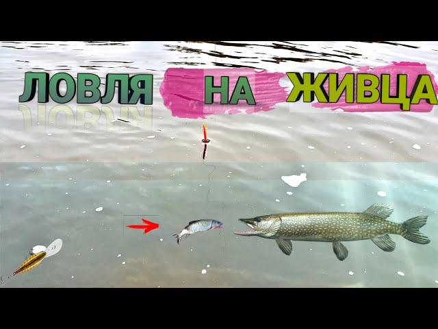 ЛОВЛЯ НА ЖИВЦА ХИЩНИКА: ЩУКА ОКУНЬ СУДАК.