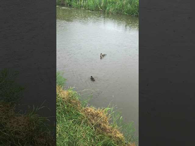 Mandarin Duck & Duckling in the Rain 🦆🌧️ | Chester Canal