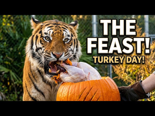 A Big Cat Thanksgiving!