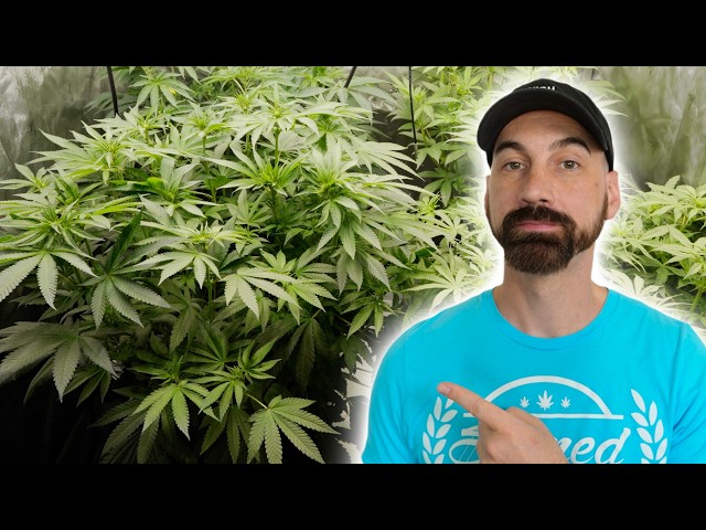 How I’m Growing Plants Synganically