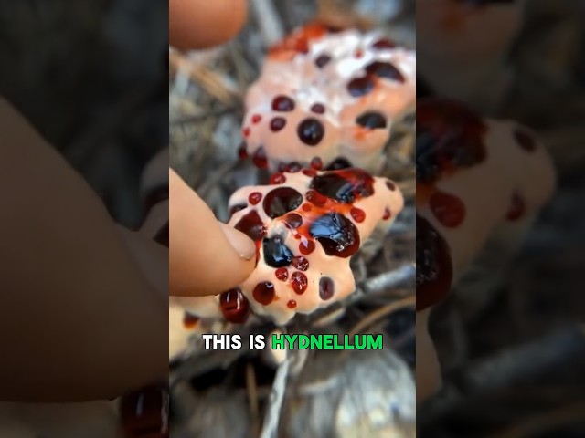 Is this fungus poisonous? #coolfacts #fungus #mushroom #poisonous