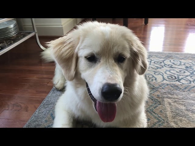 What is unique about great pyrenees dog