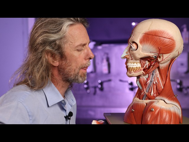 Relational anatomy of neck structures