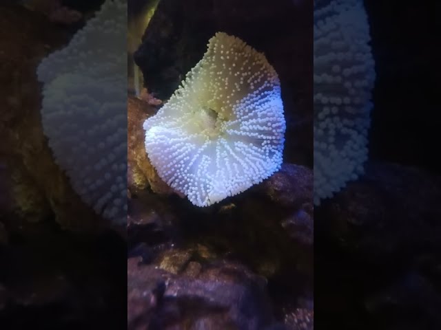 The Anemone Eating A Fish