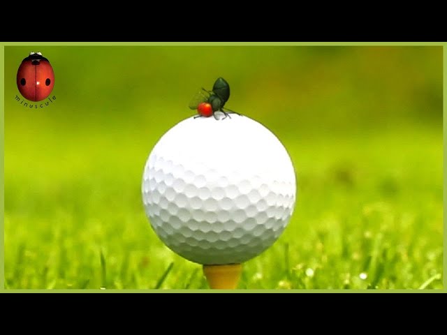Need for Speed | Minuscule