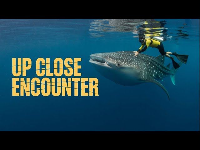 What Happens When You Swim with a GIANT Whale Shark? (360)