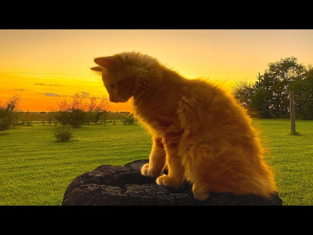 CATS - Love them? Leave Them? - Can't Live Without?