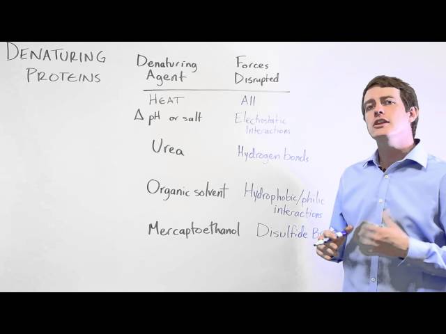 Protein Denaturation