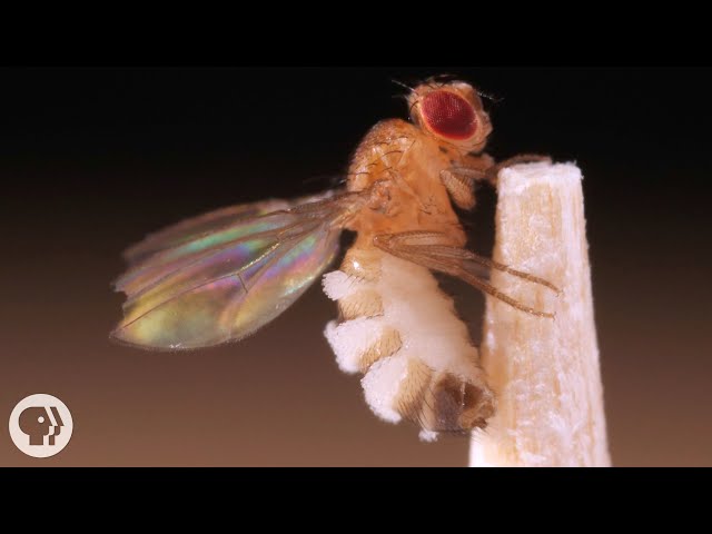 This Killer Fungus Turns Flies into Zombies | Deep Look