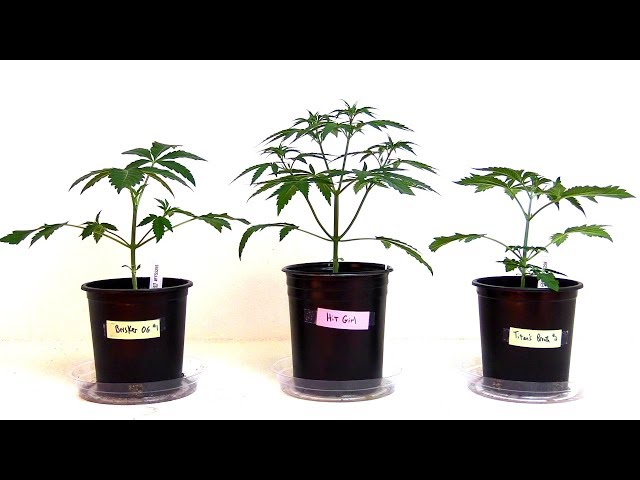 WEEKS 2-6 GROWING CANNABIS INDOORS! - PLANT TRAINING