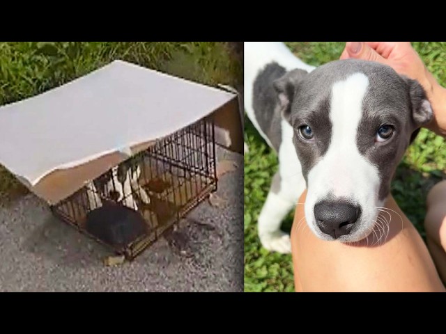 Dog Found By Trooper On Ohio Highway Has New Home With Another Cop